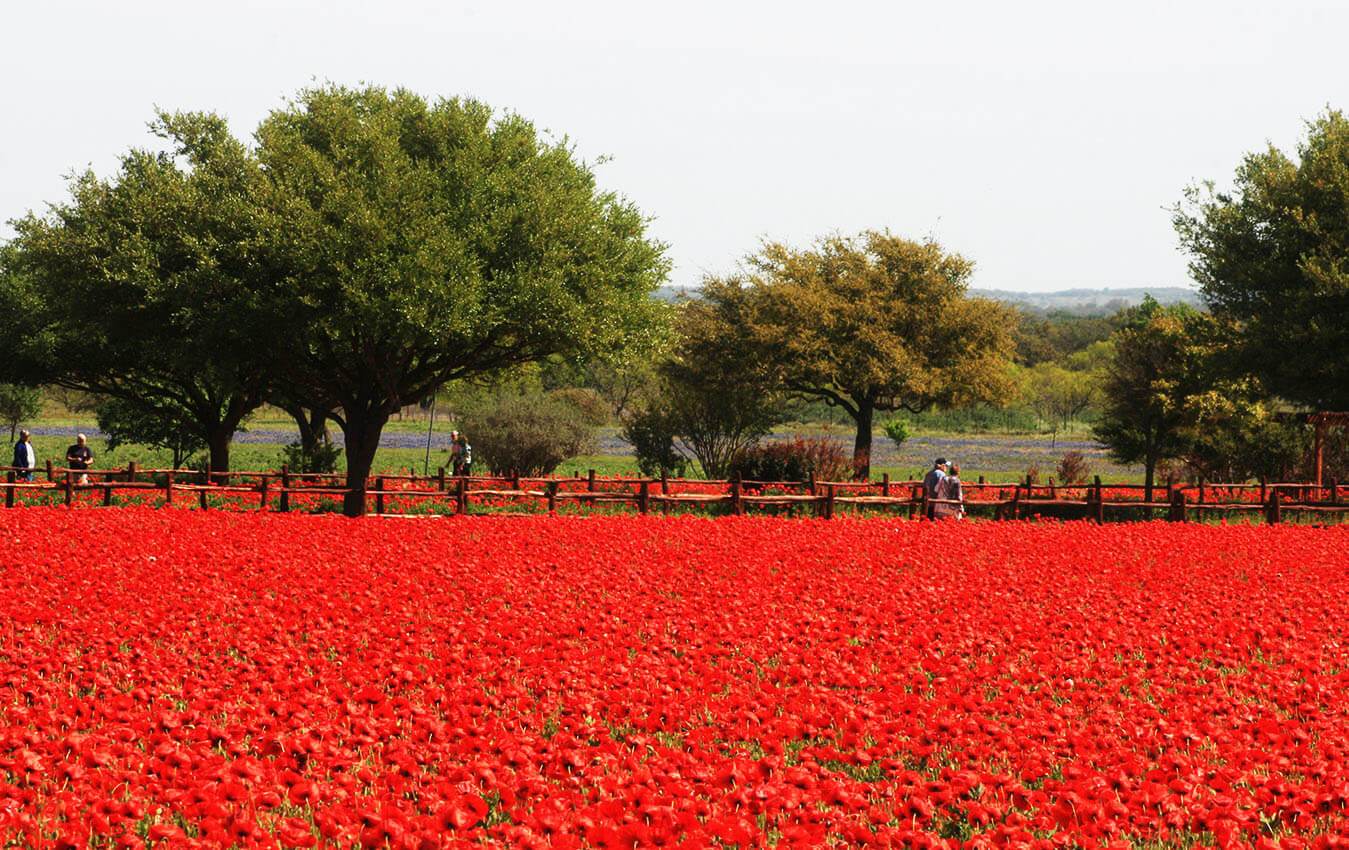 Business Loans <br> For Daily Expenses